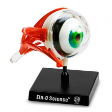 Биологическая модель Глаз Professor Ein-O COG E2370EE